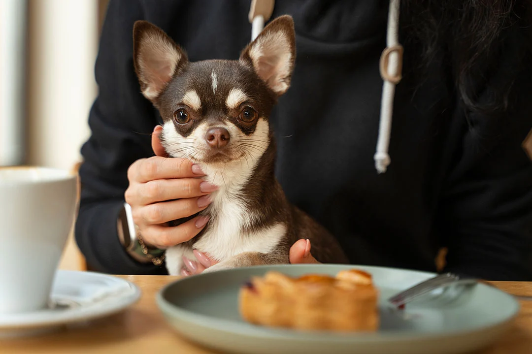 Cafetería Pet Friendly